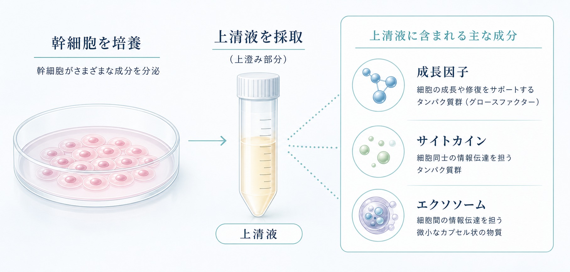 幹細胞培養上清液のイメージ